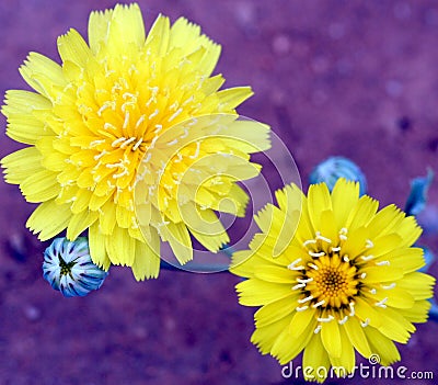 A Scalebud, a Dandelion Like Sunflower Stock Photo