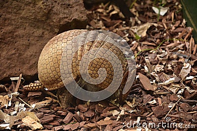 Scaled Armor on an Armadillo on a Summer Day Stock Photo