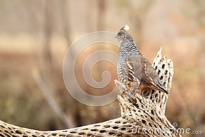 Scaled quail Stock Photo