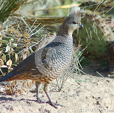 Scaled Quail Stock Photo