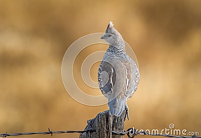 Scaled Quail Perched on Fencepost Stock Photo