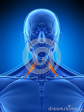 The scalene anterior Cartoon Illustration