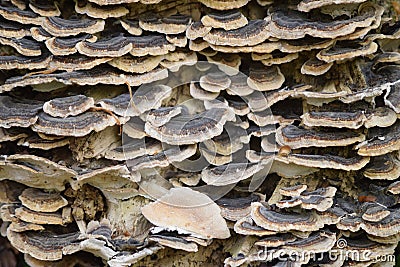 Scalled fungi form, uniform structure,textured scales of varous sizes. Stock Photo