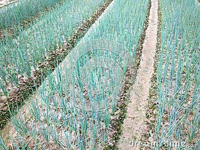 Scallion fields Stock Photo