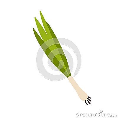 Scallion, green spring onions. Fresh sibies, stems and bulb. Natural spicy seasoning. Raw vegetable. Organic food, spice Vector Illustration