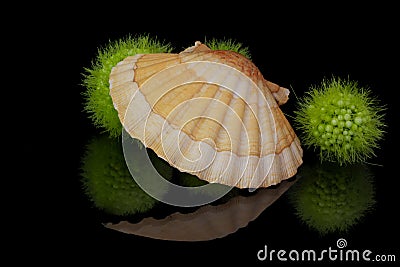 Scallop Stock Photo