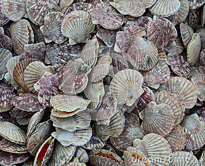 Scallop for sale at a seafood market Stock Photo