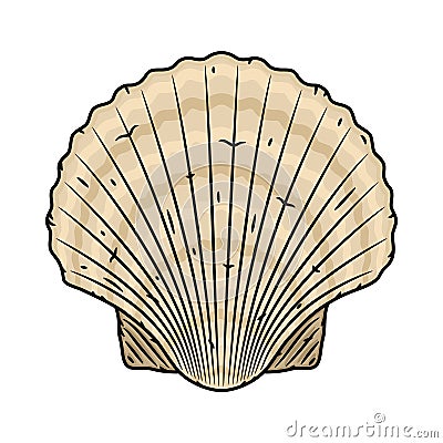 Scallop seashell. Vector isolated on white background. Vector Illustration