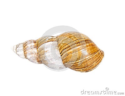 Scallop shell of ahaatin isolated on white background Stock Photo