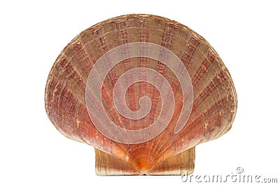 Scallop shell or shell of Saint James Stock Photo