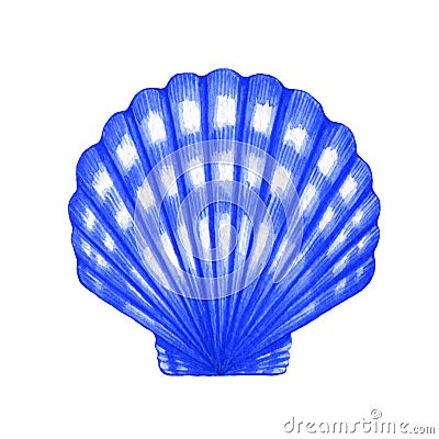 Scallop shell Cartoon Illustration