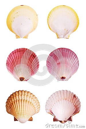 Scallop shells Stock Photo