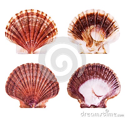 Scallop shells Stock Photo