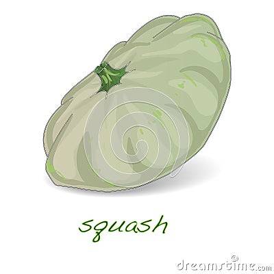 Scalloped custard squash vector Vector Illustration