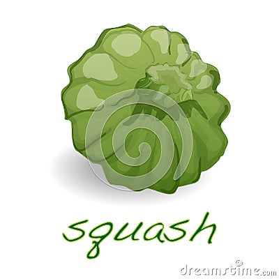 Scalloped custard squash vector Vector Illustration