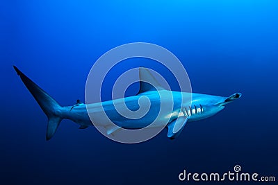 Scalloped hammerhead shark Stock Photo