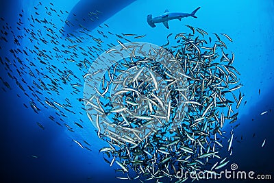 Scalloped hammerhead shark with shoal of fish Stock Photo