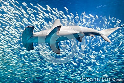 Scalloped hammerhead shark surrounded by fish Stock Photo