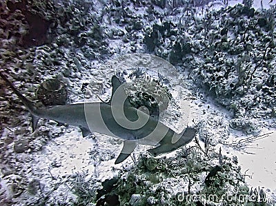 A Scalloped Hammerhead Shark Swims the Reef Stock Photo