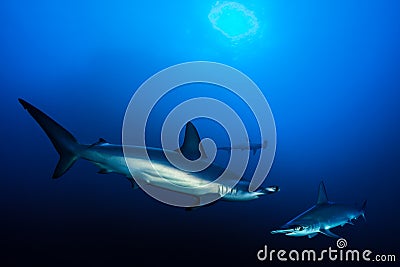 Scalloped hammerhead sharks Stock Photo