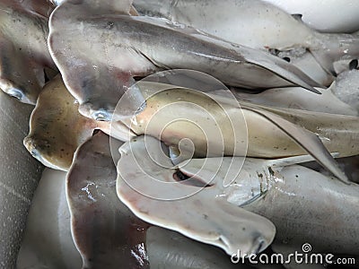 The scalloped hammerhead is a species of hammerhead shark Stock Photo