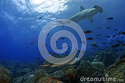 Scalloped Hammerhead and Spotted Eagle Ray, Wolf Island, Galapagos Stock Photo