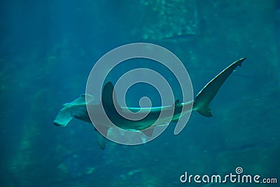 Scalloped hammerhead (Sphyrna lewini). Stock Photo