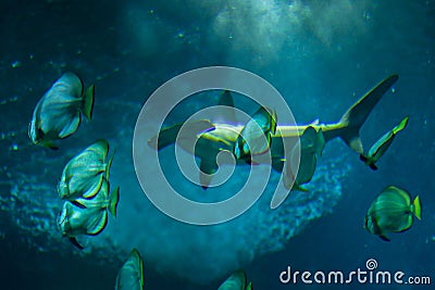 Scalloped hammerhead (Sphyrna lewini). Stock Photo