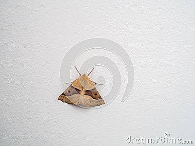 Scalloped Oak (Crocallis elinguaria) Moth Stock Photo