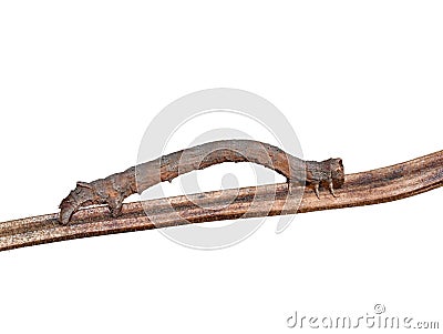Geometer moth camouflage resemble wooden stick Stock Photo