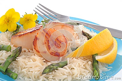 Scallops Stock Photo