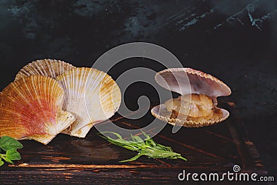 Scallops in shells lie on the board, healthy food, wholesome food Stock Photo