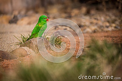 Scaly-breasted bird lorikeet in the nature park Editorial Stock Photo