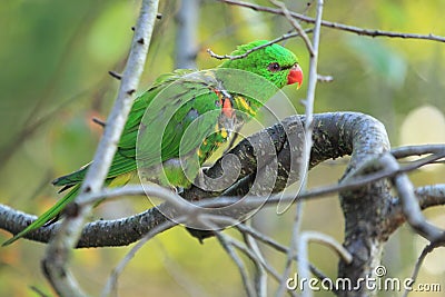 Scaly-breasted lorikeet Stock Photo