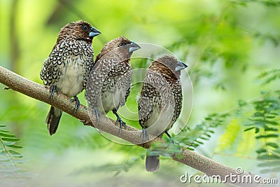 Scaly-breasted Munia Stock Photo