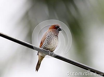 Scaly breasted munia Stock Photo