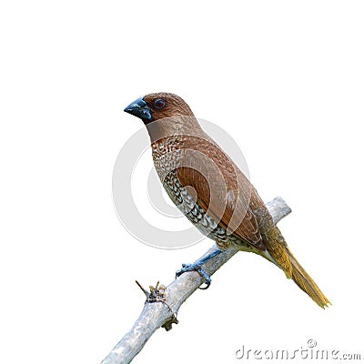 Scaly-breasted Munia bird Stock Photo