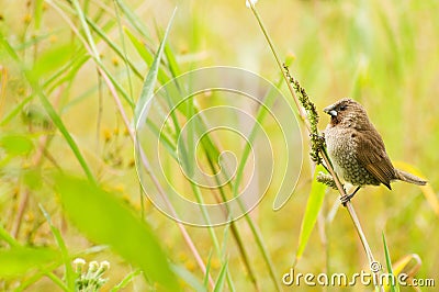 Scaly-breasted munia,bird, beauty in Nature, animals Stock Photo