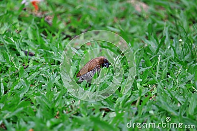 Scaly- Breasted Munia Bird Eating Grass Seed On the Lawn Stock Photo