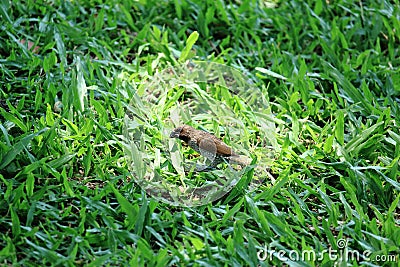 Scaly-Breasted Munia Bird On Green Grass Stock Photo