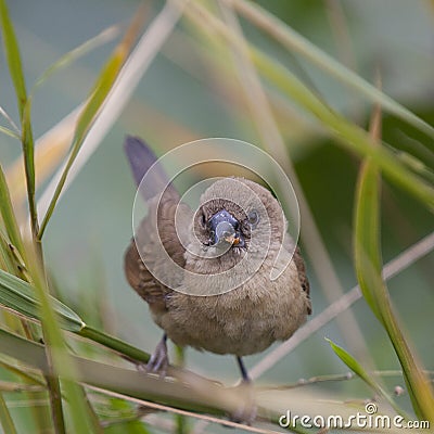 Scaly-breasted Munia Stock Photo