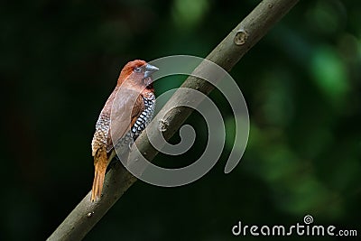 Scaly breasted munia, Lonchura punctulata, Goa Stock Photo