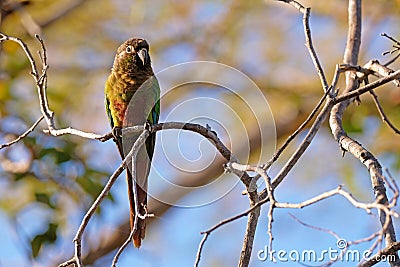 Scaly-headed Parrot, Pionus Maximiliani, perching on a branch in Pantanal, Aquidauana, Mato Grosso Do Sul, Brazil Stock Photo