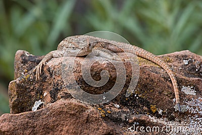 Scaly lizard with long fingers rests on rock, Zion National Park Stock Photo