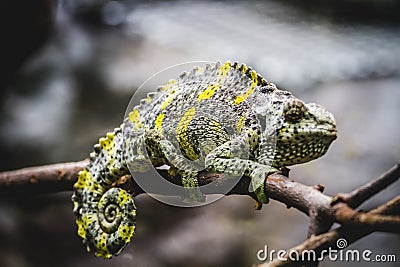 Scaly lizard skin resting in the sun Stock Photo