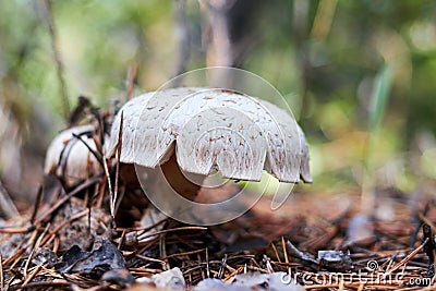 scaly sawgill or train wrecker mushroom on the tree Stock Photo
