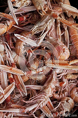Scampi in a fish store Stock Photo