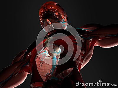 Scan of muscles and arteries Stock Photo