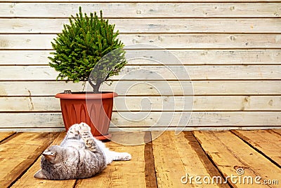 Scandinavian comfort. Wooden porch, Spruce in a pot. The cat lies on the floor Stock Photo