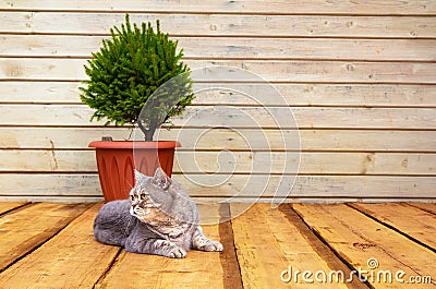 Scandinavian comfort. Wooden porch, Spruce in a pot. The cat lies on the floor Stock Photo